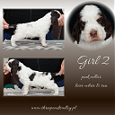 Maluszki Rose 'K' - 5 tygodni